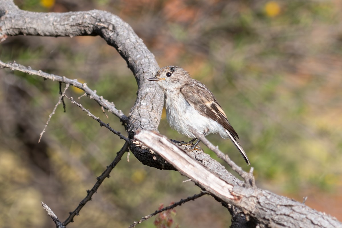 Hooded Robin - ML627448567