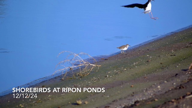 Spotted Sandpiper - ML627448763
