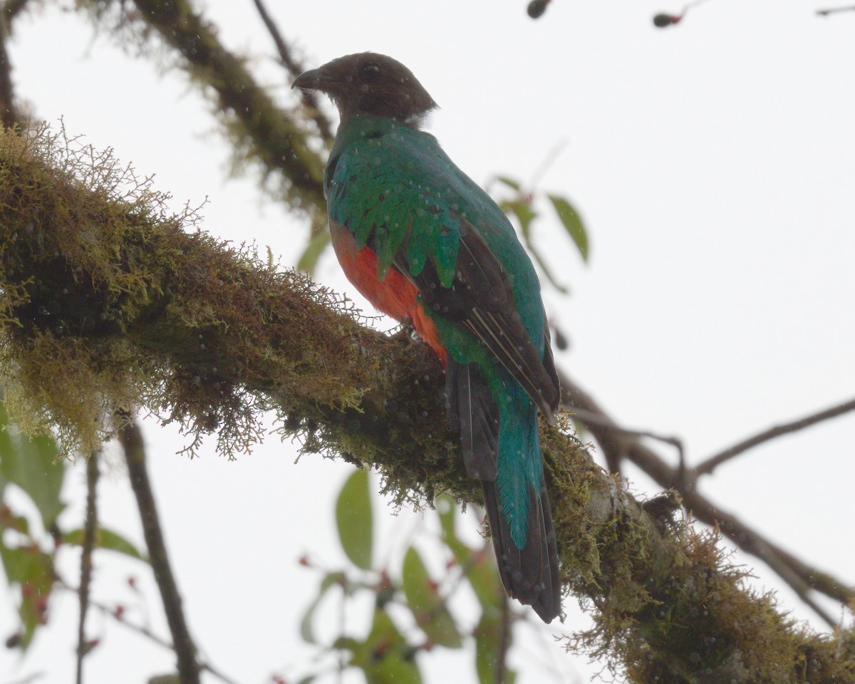 Golden-headed Quetzal - ML627448832