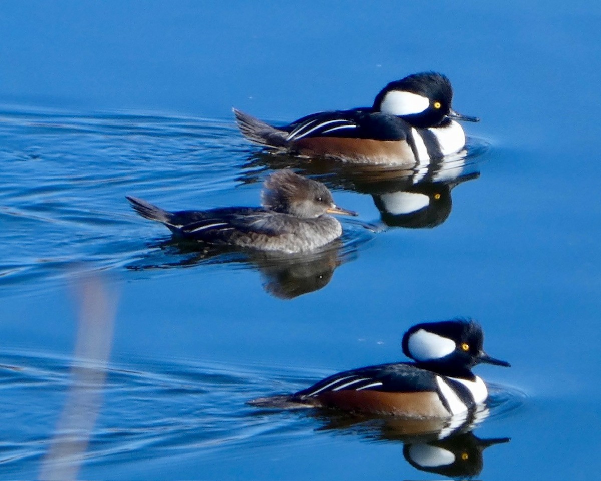 Hooded Merganser - ML627448835