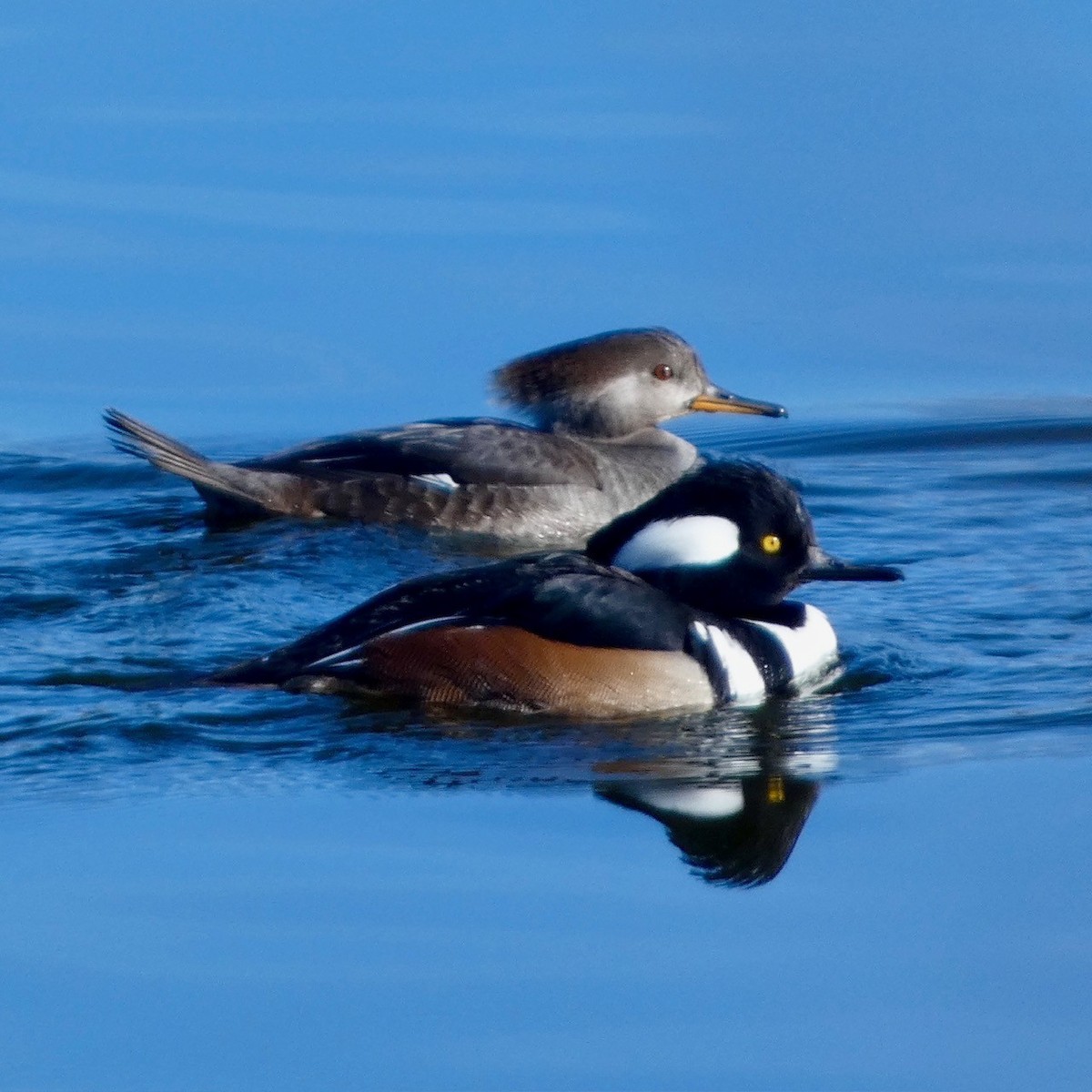 Hooded Merganser - ML627448836