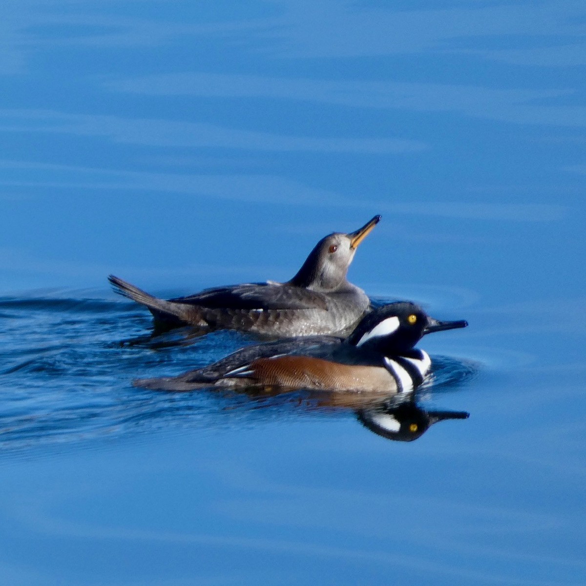 Hooded Merganser - ML627448837