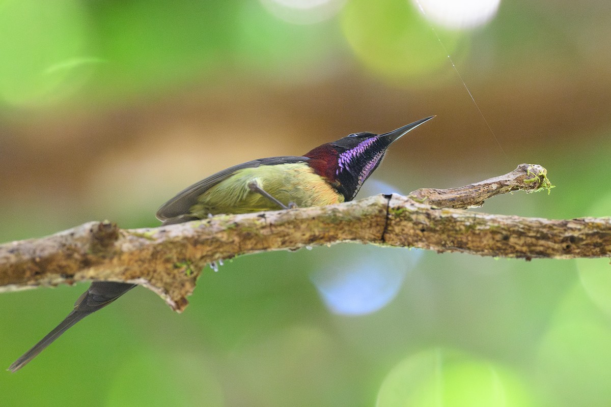 Black-throated Sunbird - ML627448870