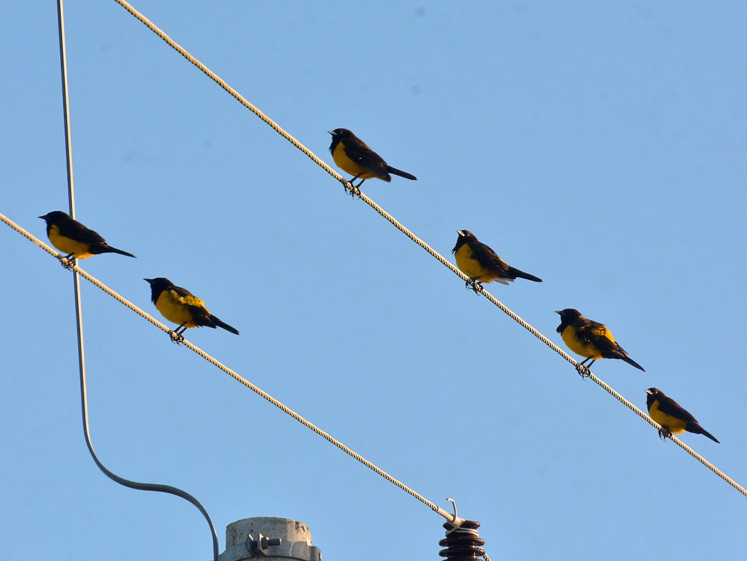 Yellow-rumped Marshbird - ML627448872