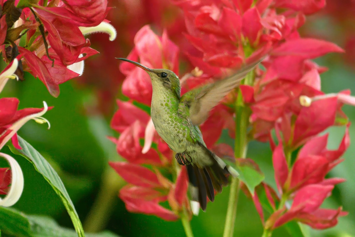 Red-billed Streamertail - ML627449040