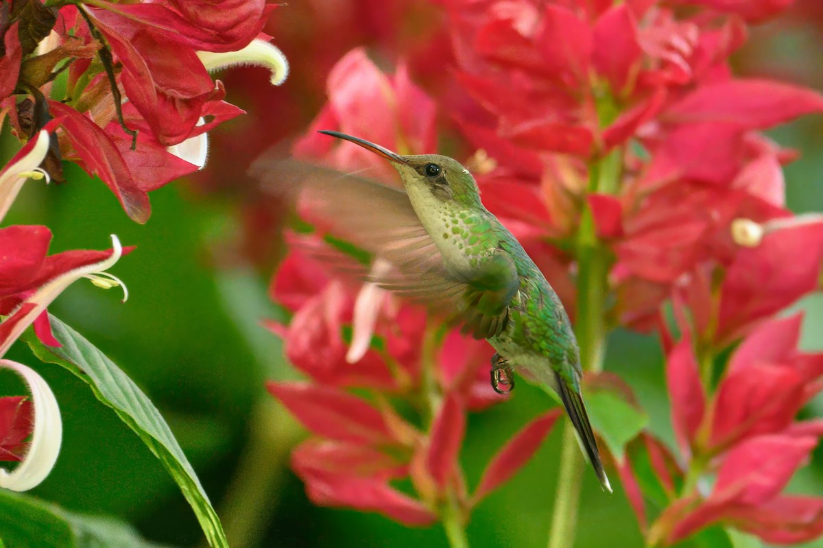 Red-billed Streamertail - ML627449041