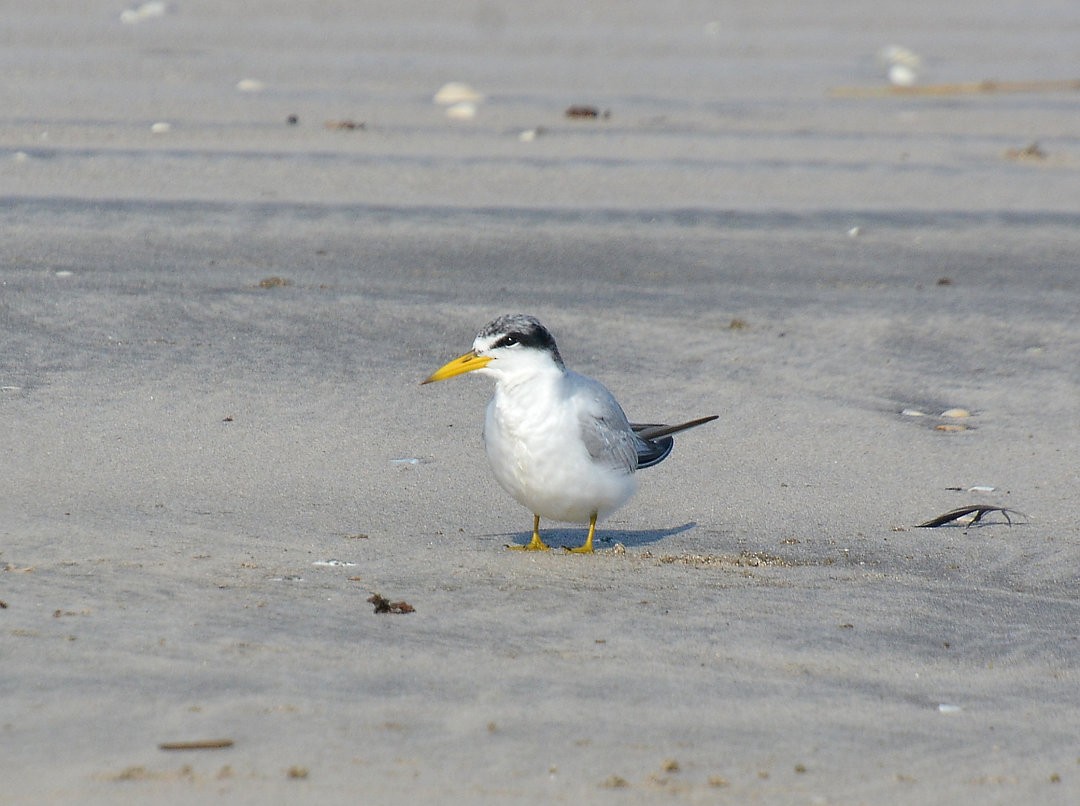 Yellow-billed Tern - ML627449063