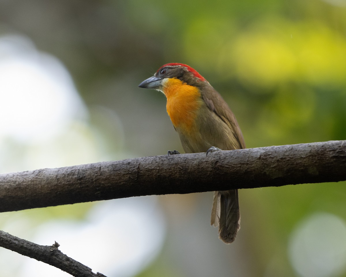 Scarlet-crowned Barbet - ML627449074