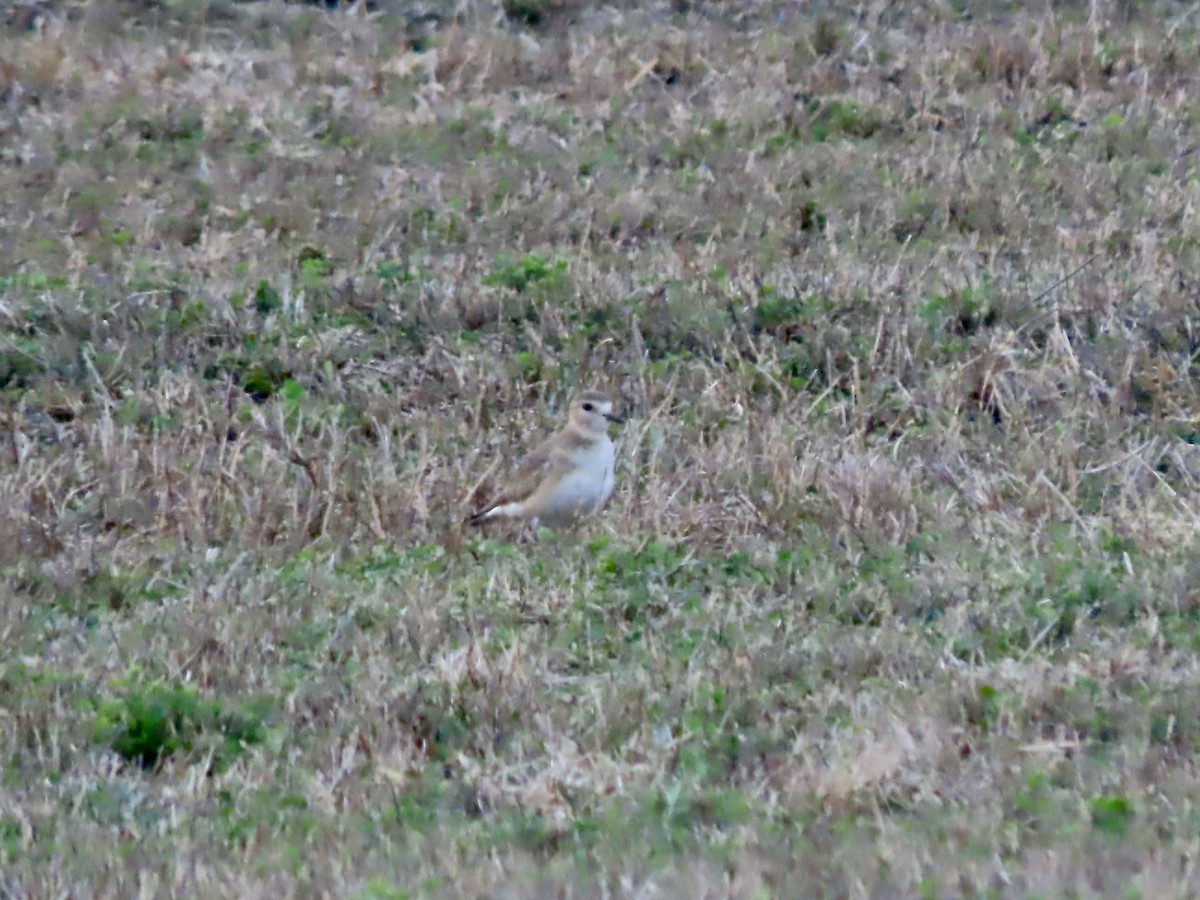 Mountain Plover - ML627449087