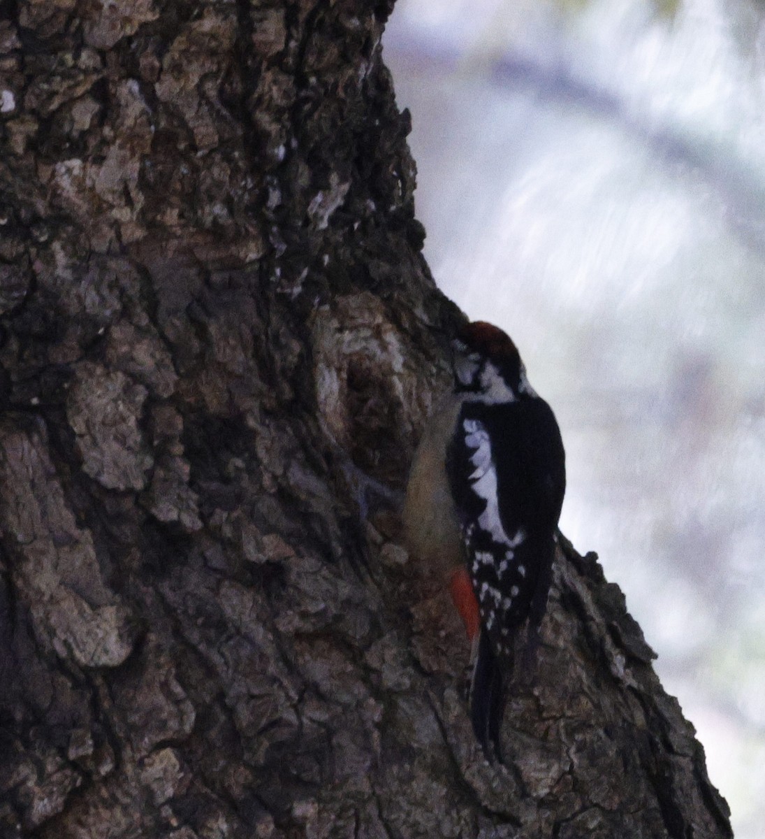 Himalayan Woodpecker - ML627449165