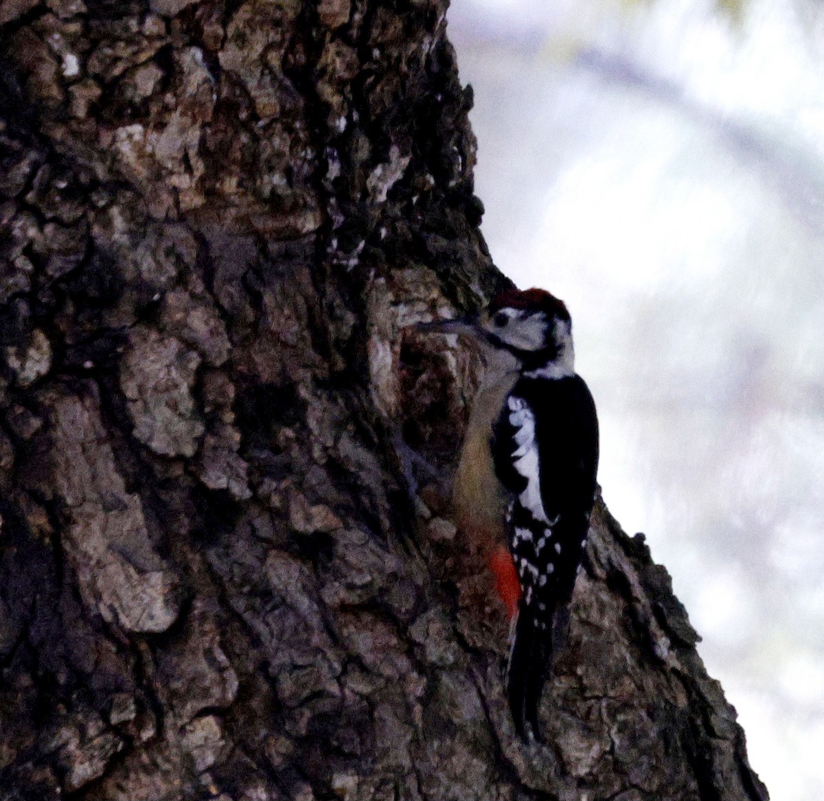 Himalayan Woodpecker - ML627449166