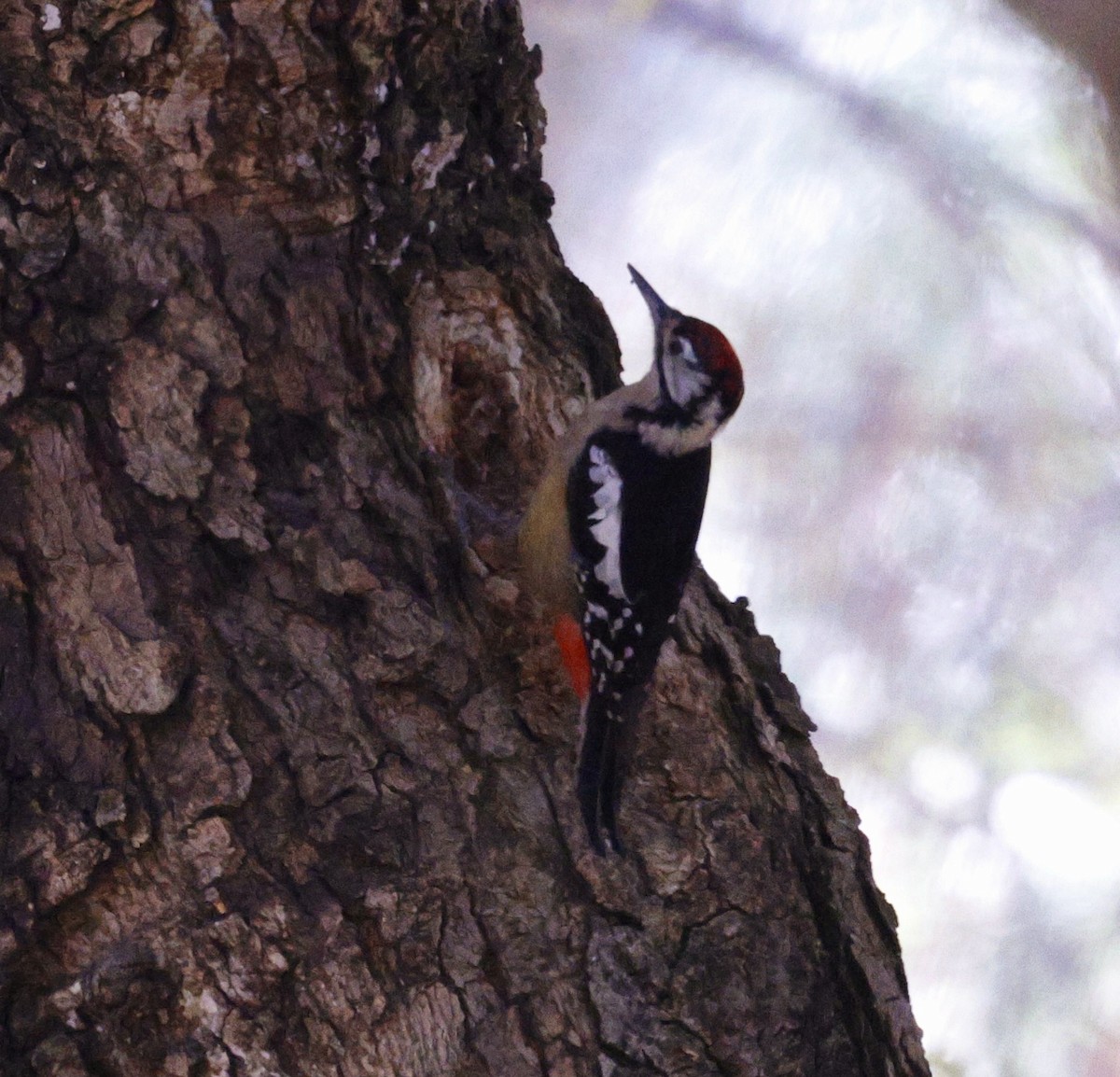 Himalayan Woodpecker - ML627449167