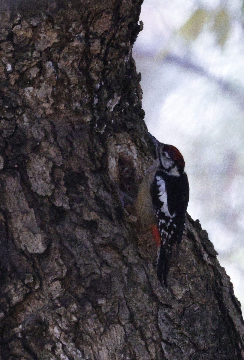 Himalayan Woodpecker - ML627449168