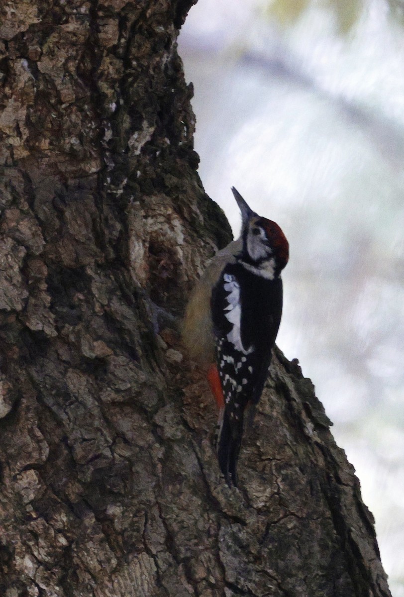 Himalayan Woodpecker - ML627449169