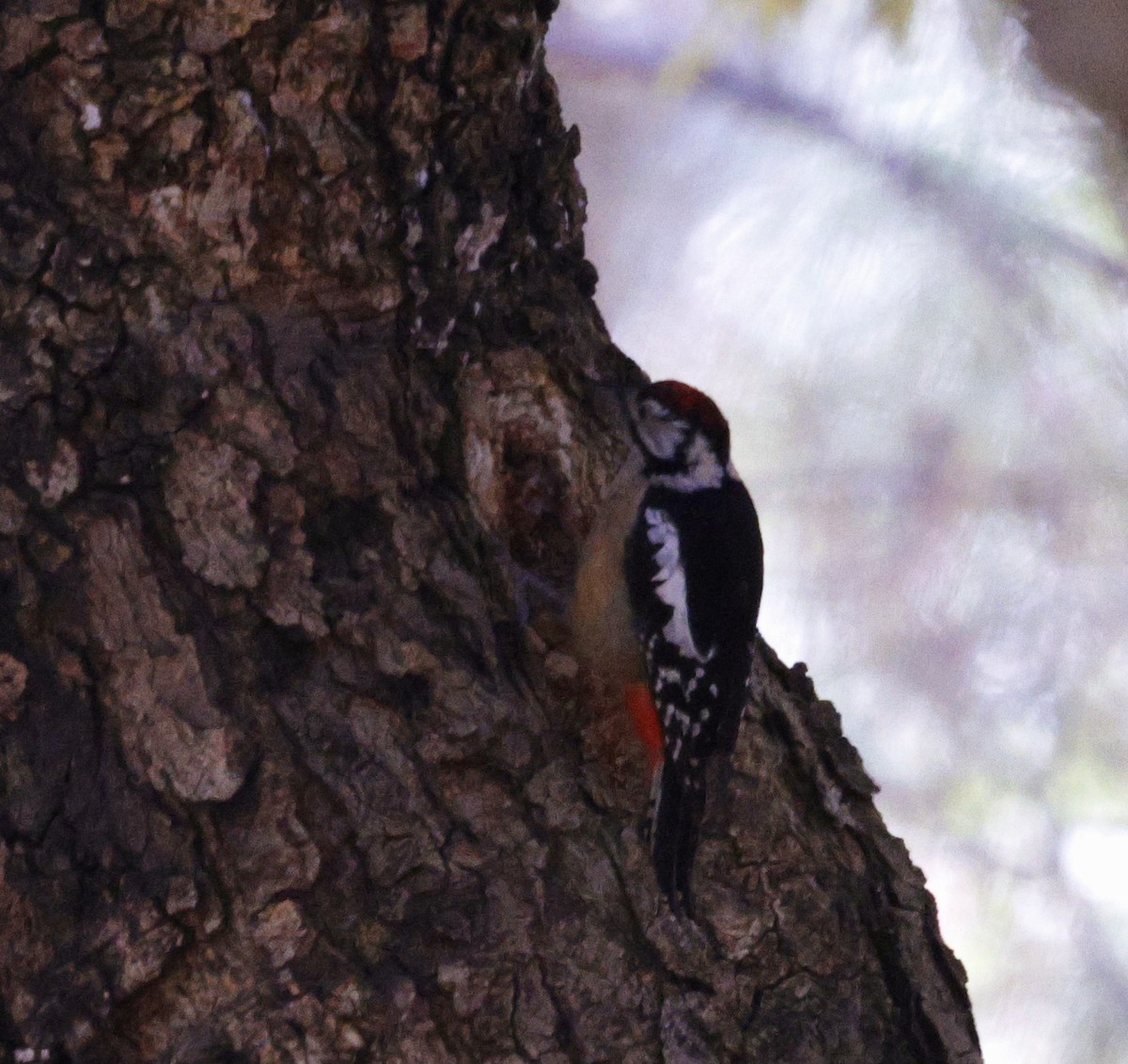 Himalayan Woodpecker - ML627449170