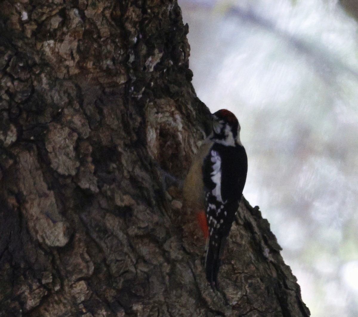 Himalayan Woodpecker - ML627449171