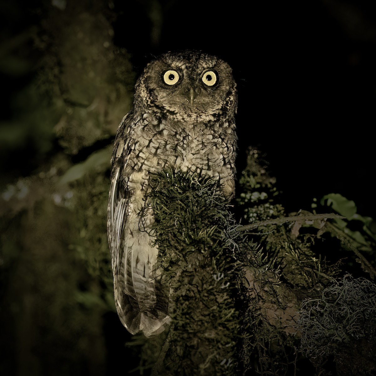 Montane Forest Screech-Owl - ML627449293