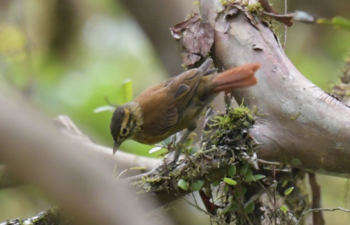 Scaly-throated Foliage-gleaner - ML627449336