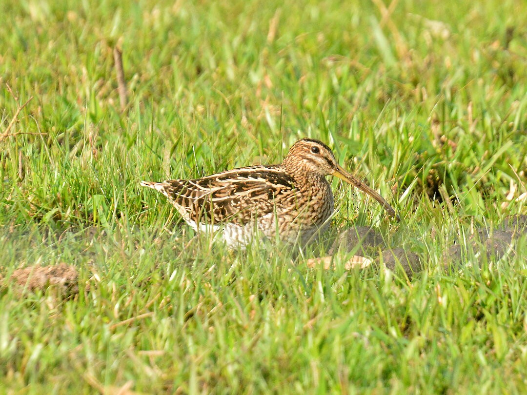 Pantanal Snipe - ML627449408