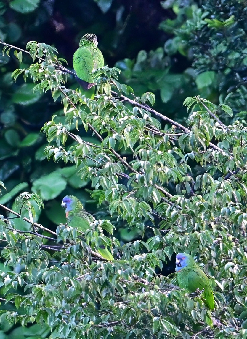 Red-necked Amazon - ML627449504