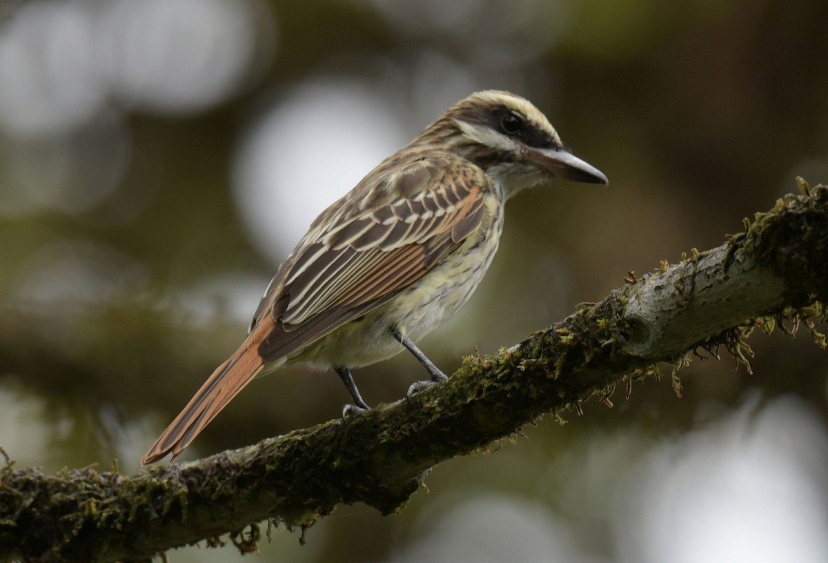Streaked Flycatcher - ML627449532