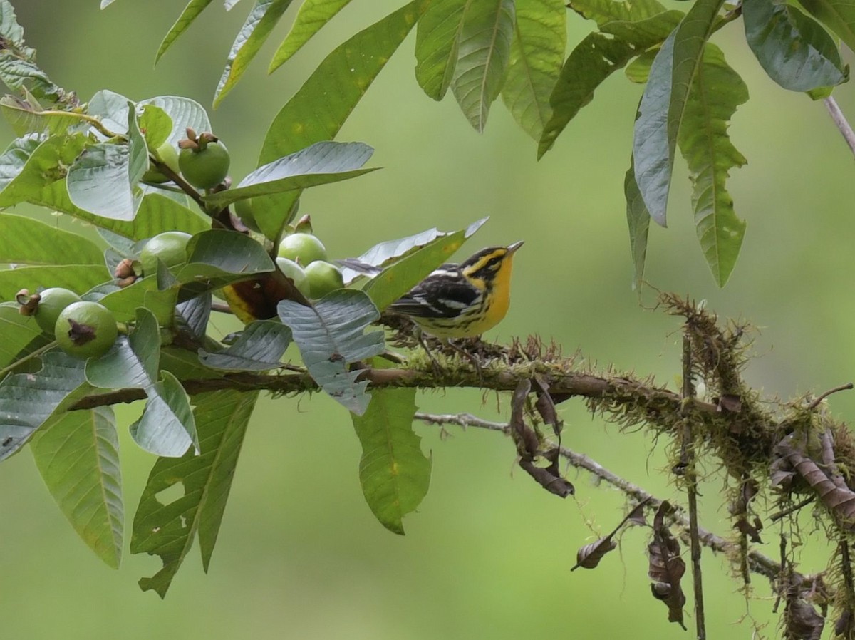 Blackburnian Warbler - ML627449560