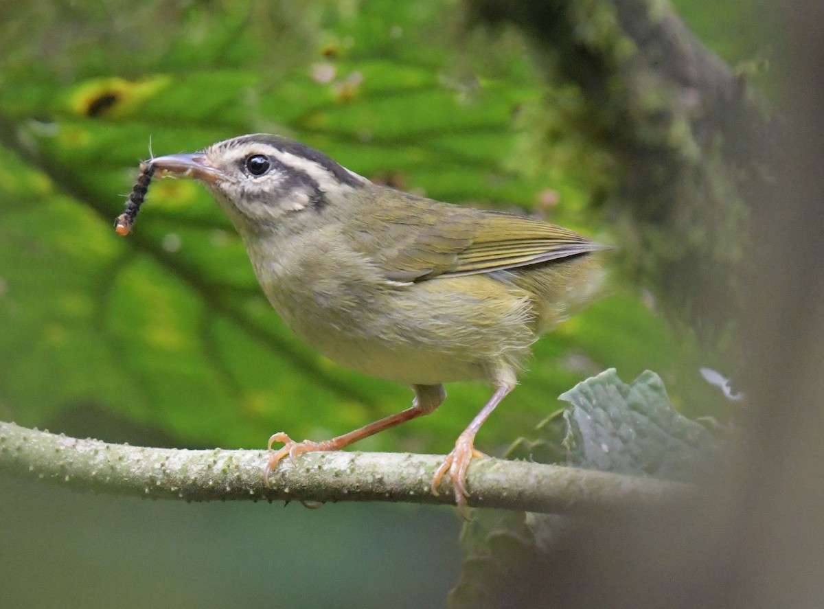 Three-striped Warbler - ML627449566