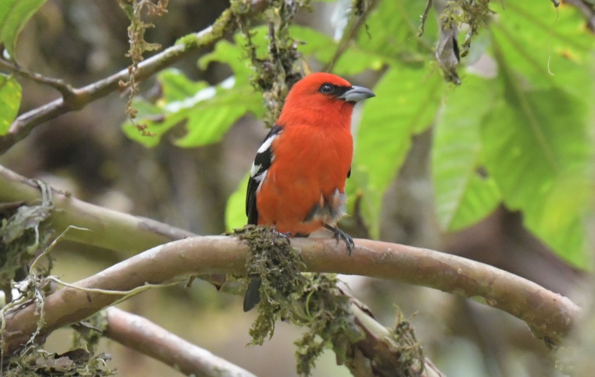 White-winged Tanager - ML627449592