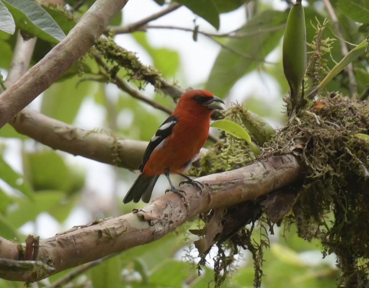 White-winged Tanager - ML627449593