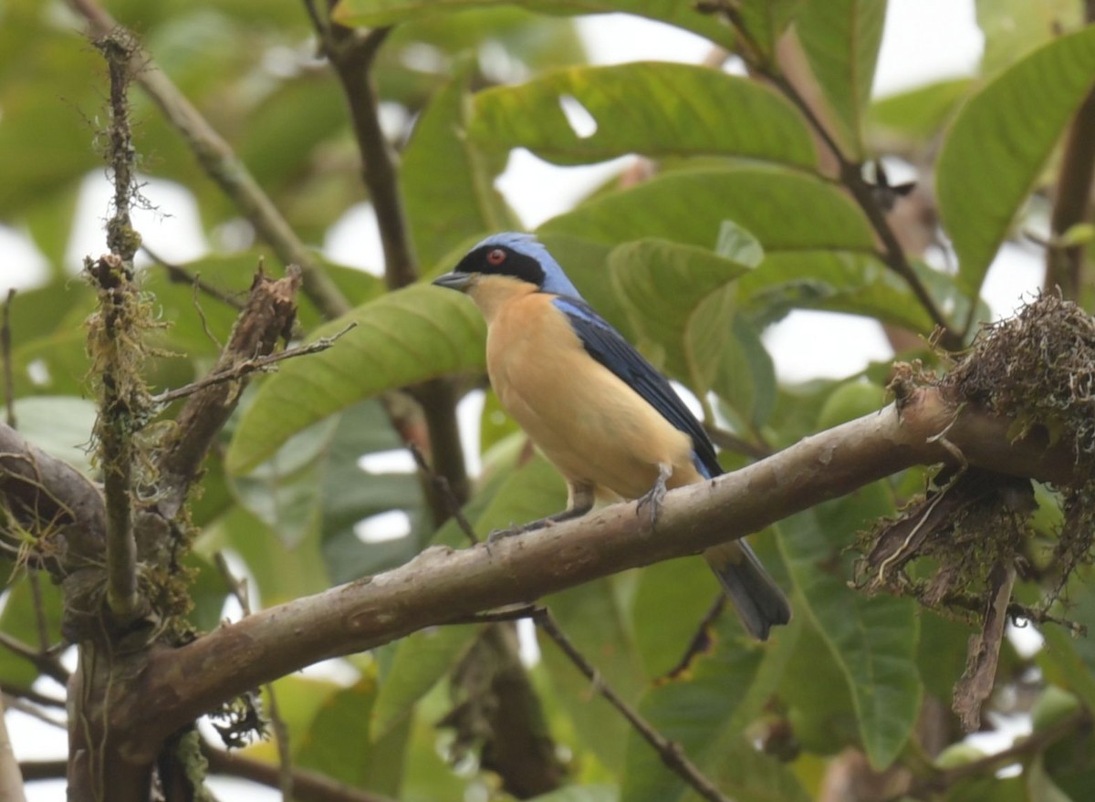Fawn-breasted Tanager - ML627449604