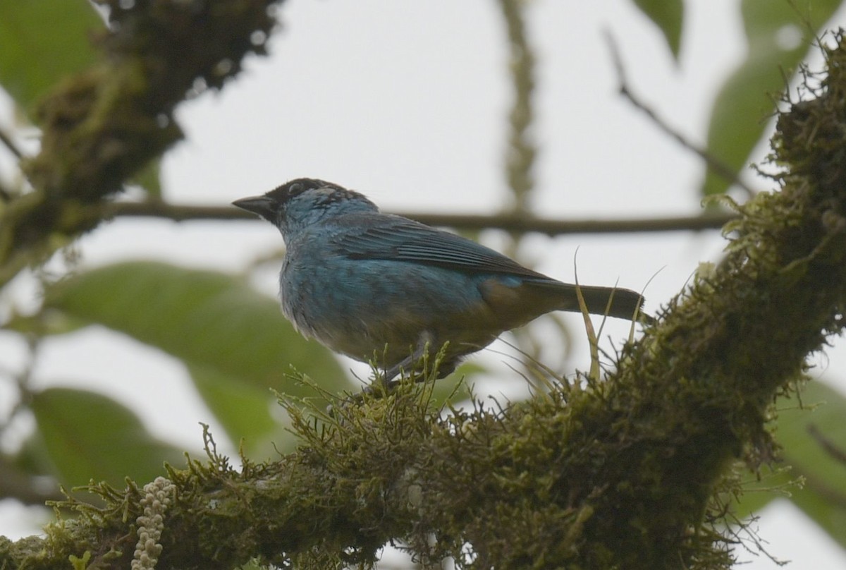 Golden-naped Tanager - ML627449617