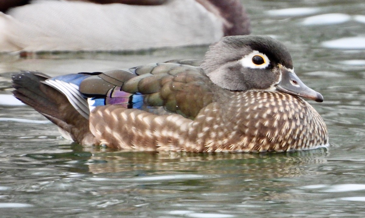 Wood Duck - ML627449996