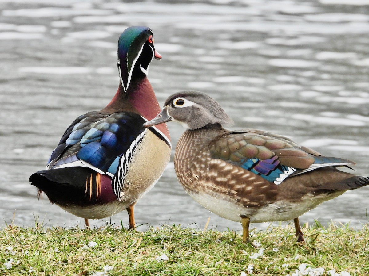 Wood Duck - ML627449998