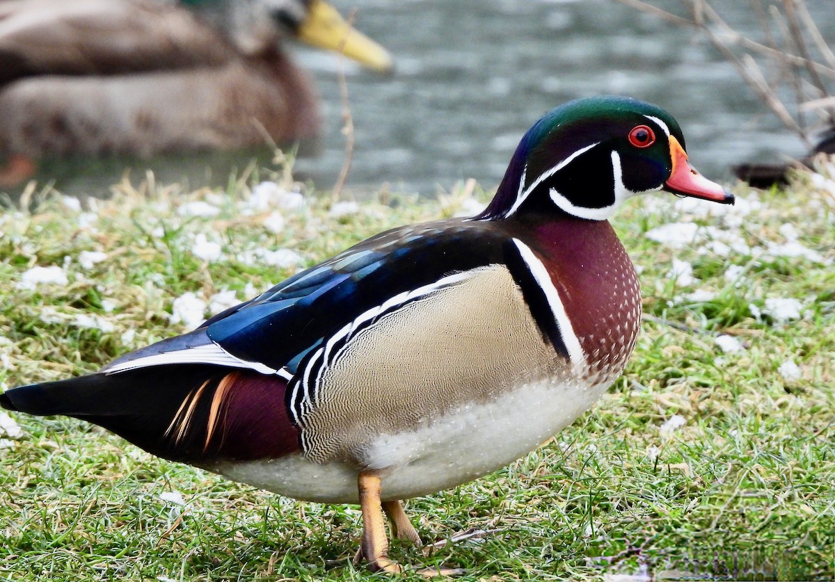 Wood Duck - ML627449999