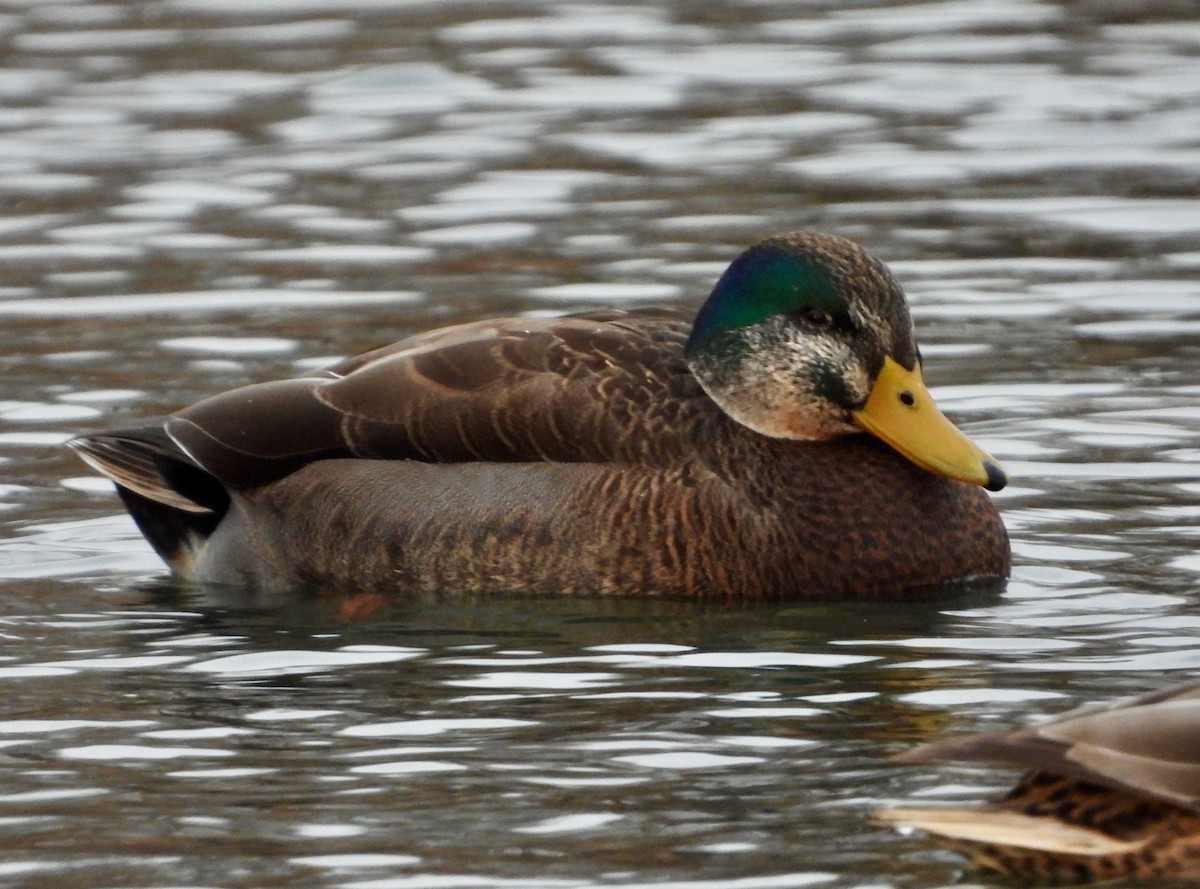 Mallard x American Black Duck (hybrid) - ML627450135