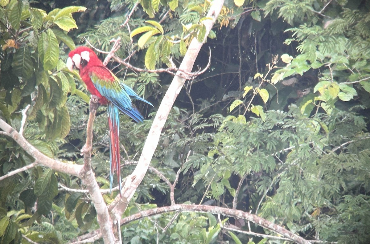 Red-and-green Macaw - ML627450204