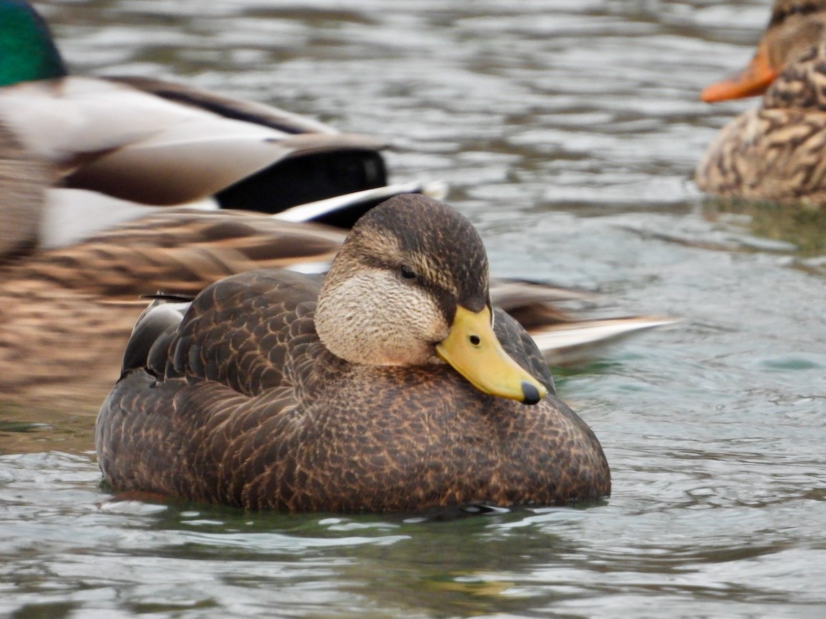 American Black Duck - ML627450274