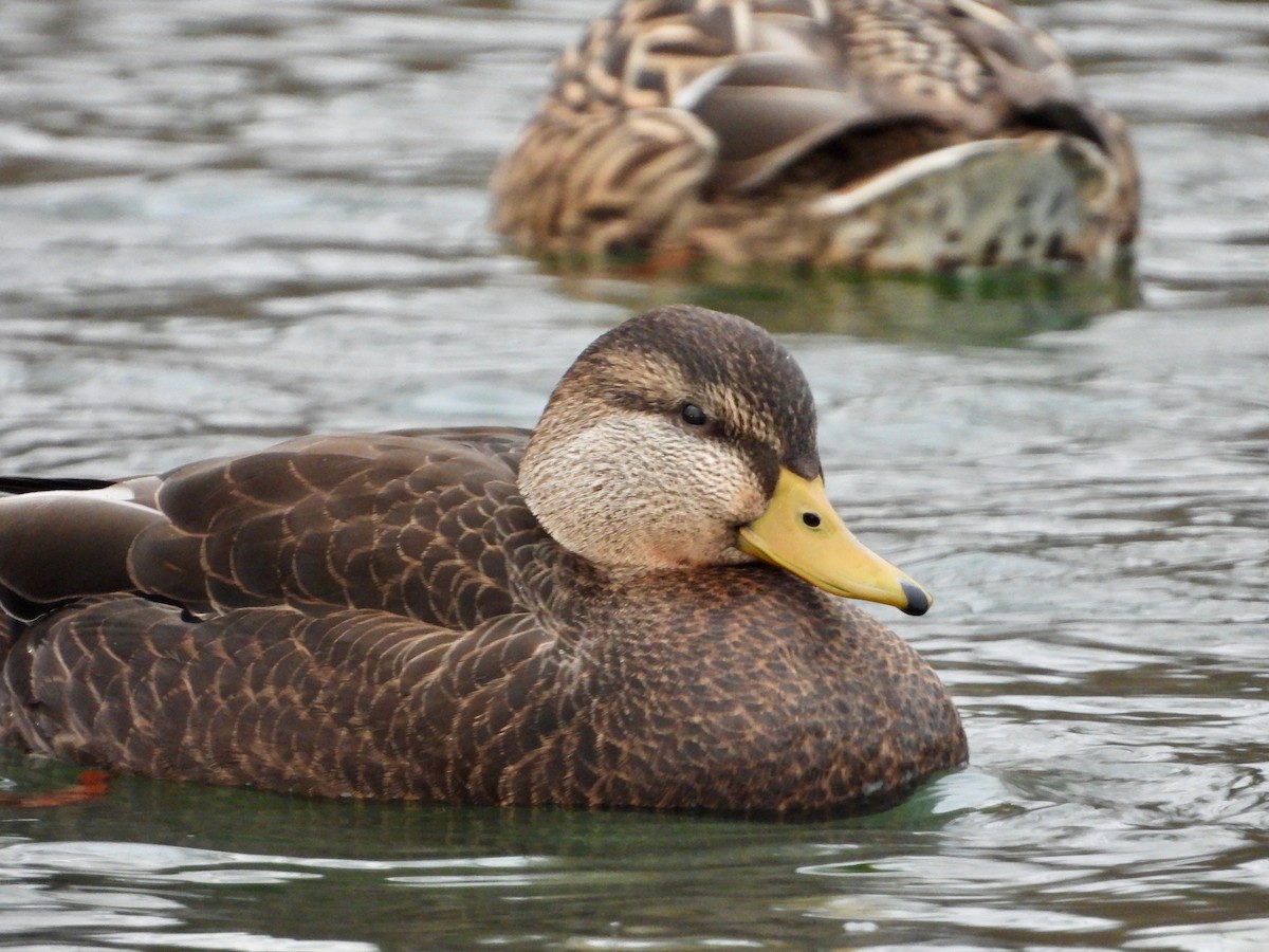 American Black Duck - ML627450275