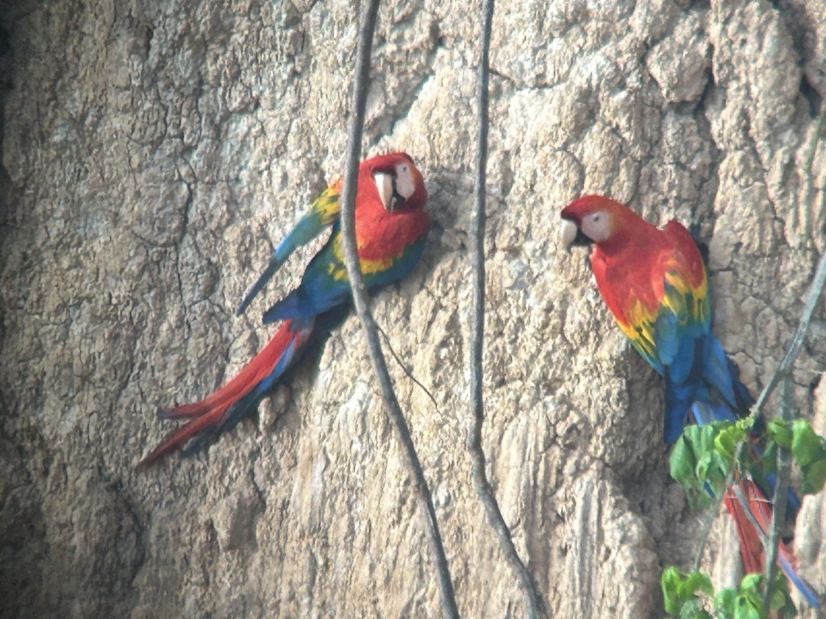 Scarlet Macaw - ML627450279