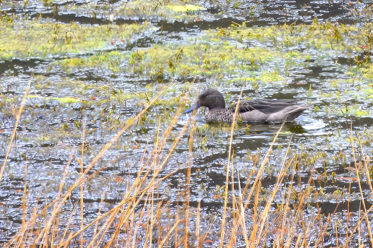 Andean Teal - ML627450304