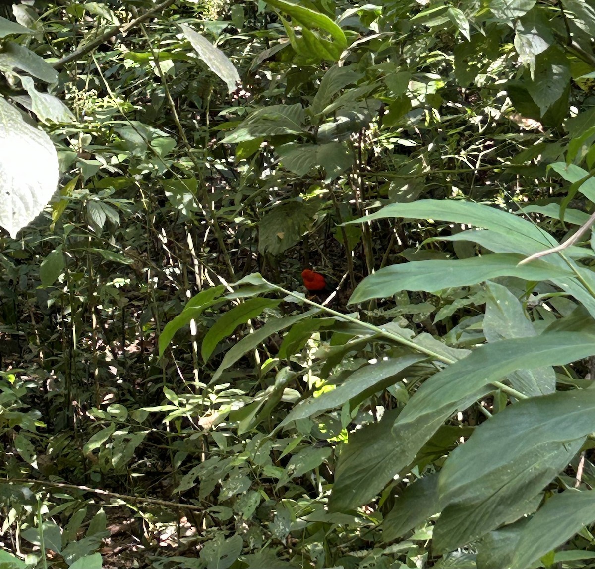 Andean Cock-of-the-rock - ML627450435