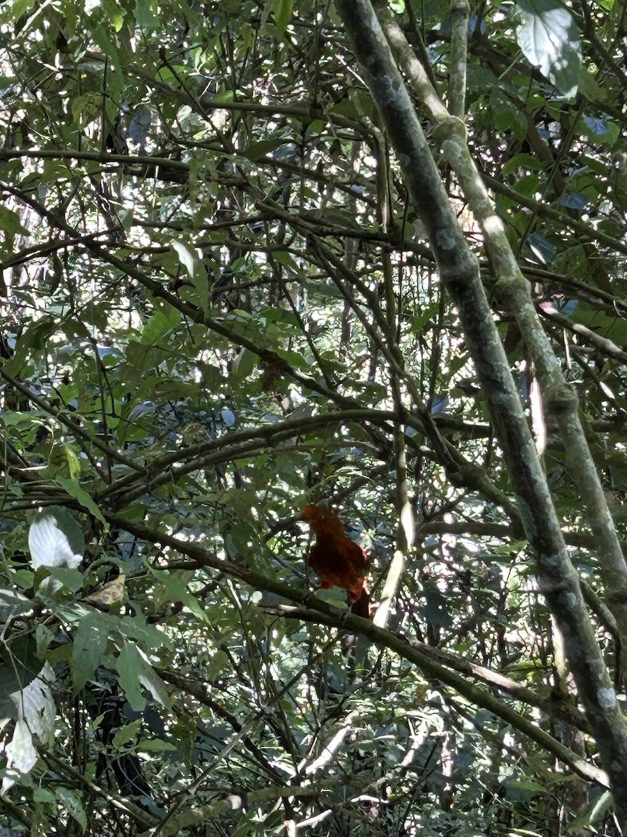 Andean Cock-of-the-rock - ML627450461