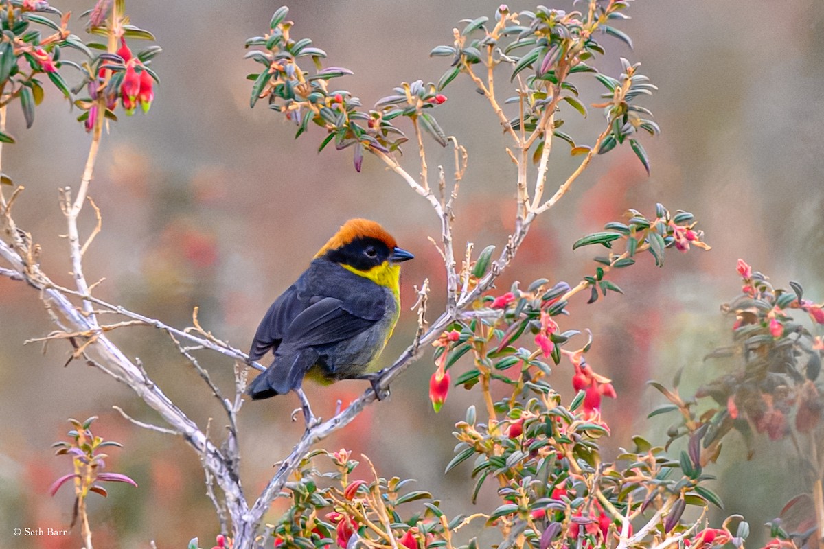 Yellow-breasted Brushfinch - ML627450506