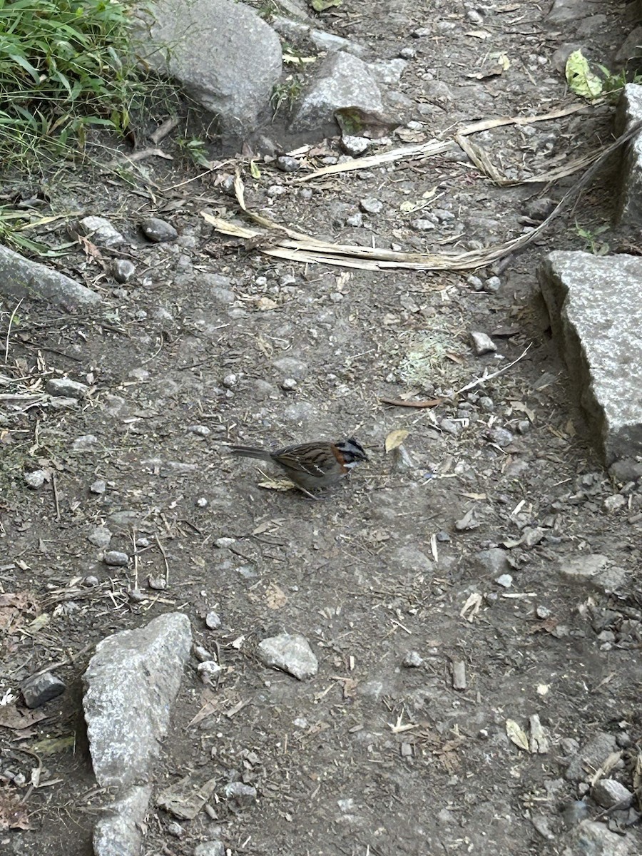 Rufous-collared Sparrow - ML627450590