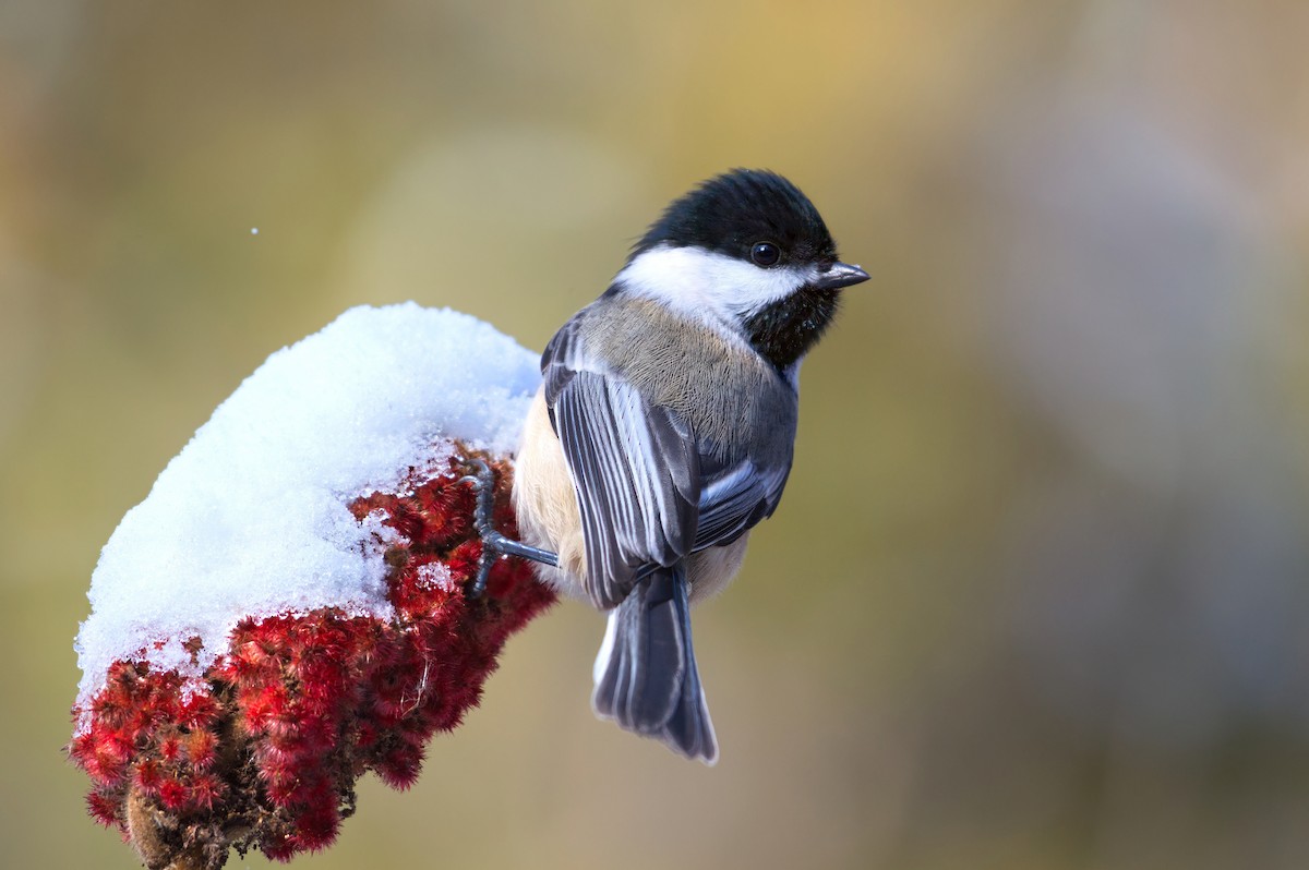 Black-capped Chickadee - ML627450591