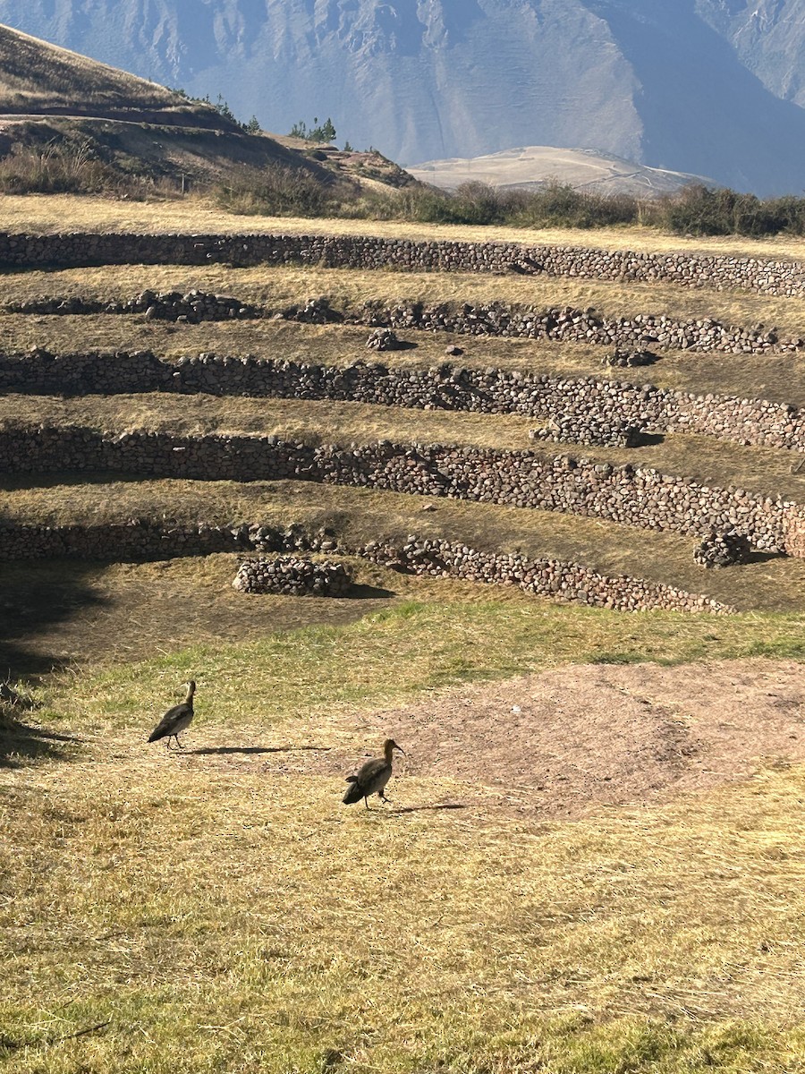Andean Ibis - ML627450638
