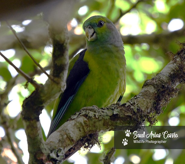 Black-winged Parrot - ML627450639