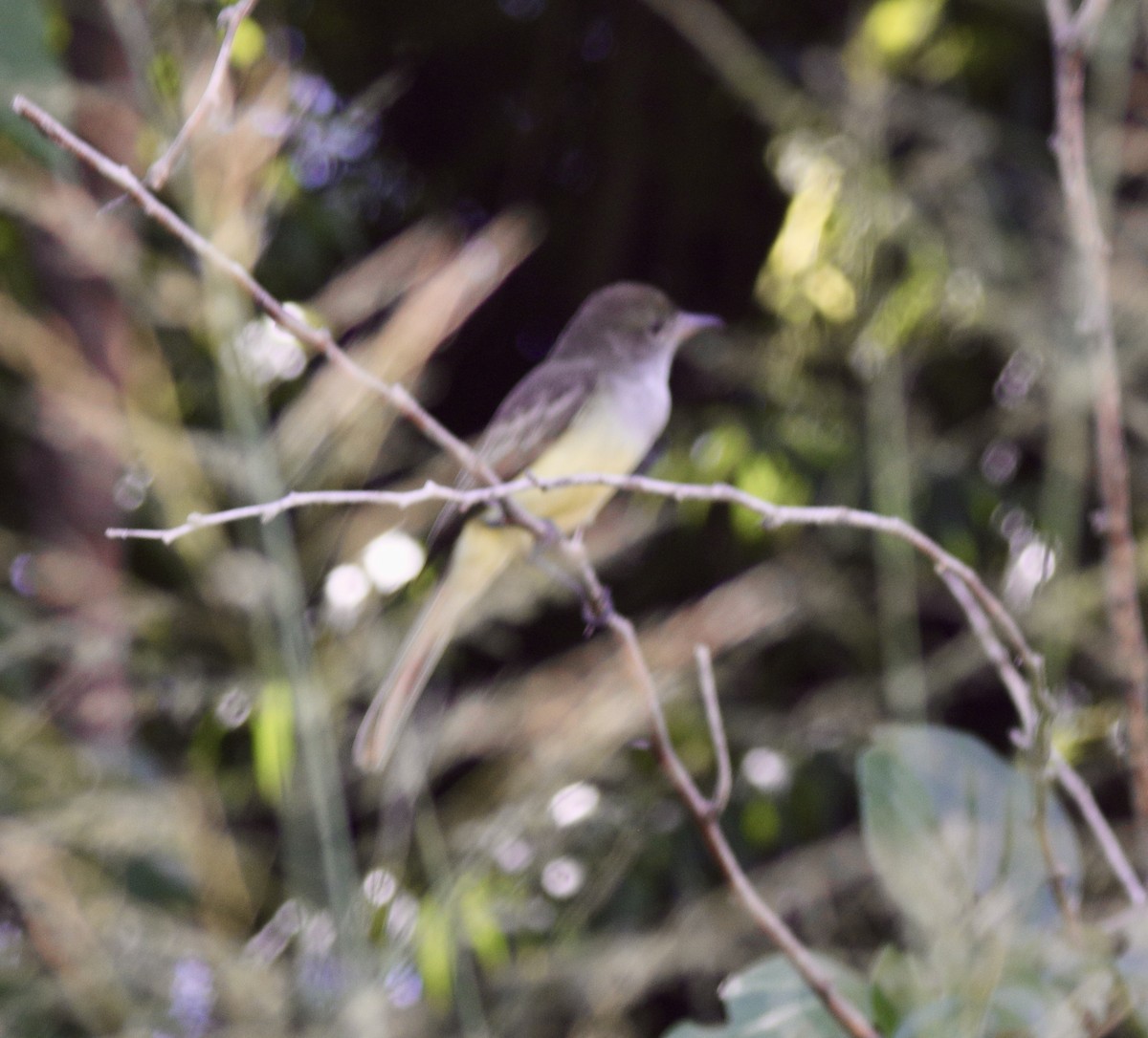 Grenada Flycatcher - ML627450661