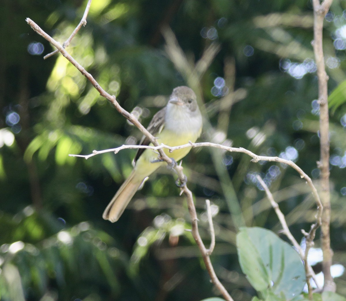 Grenada Flycatcher - ML627450667