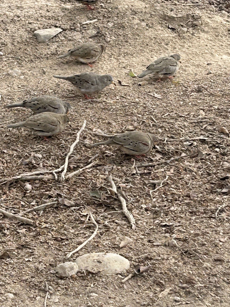 Croaking Ground Dove - ML627450707